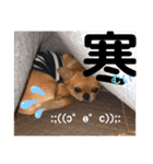 ちっぷさんオフィシャル3（個別スタンプ：6）