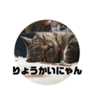 我が家のにゃん子さん（個別スタンプ：2）