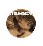 我が家のにゃん子さん（個別スタンプ：14）