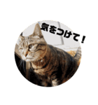 我が家のにゃん子さん（個別スタンプ：15）