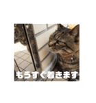 我が家のにゃん子さん（個別スタンプ：18）