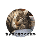 我が家のにゃん子さん（個別スタンプ：19）