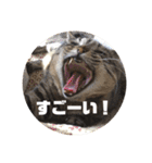 我が家のにゃん子さん（個別スタンプ：26）