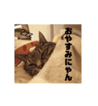 我が家のにゃん子さん（個別スタンプ：28）