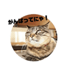 我が家のにゃん子さん（個別スタンプ：31）