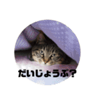 我が家のにゃん子さん（個別スタンプ：37）