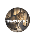 我が家のにゃん子さん（個別スタンプ：40）