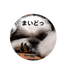 我が家のもじゃ 7（個別スタンプ：13）