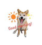 柴犬のりつ（個別スタンプ：1）