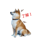 柴犬のりつ（個別スタンプ：3）