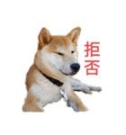 柴犬のりつ（個別スタンプ：4）