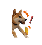 柴犬のりつ（個別スタンプ：5）