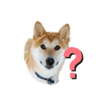 柴犬のりつ（個別スタンプ：6）