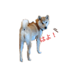 柴犬のりつ（個別スタンプ：7）