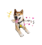 柴犬のりつ（個別スタンプ：9）