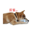 柴犬のりつ（個別スタンプ：10）