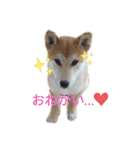 柴犬のりつ（個別スタンプ：11）