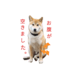 柴犬のりつ（個別スタンプ：12）