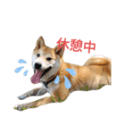 柴犬のりつ（個別スタンプ：13）