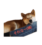 柴犬のりつ（個別スタンプ：14）