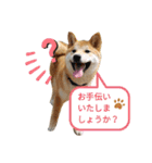 柴犬のりつ（個別スタンプ：15）