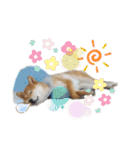 柴犬のりつ（個別スタンプ：16）