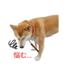 柴犬のりつ（個別スタンプ：20）