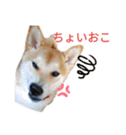柴犬のりつ（個別スタンプ：21）