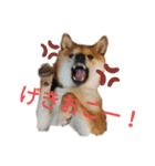 柴犬のりつ（個別スタンプ：22）