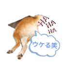柴犬のりつ（個別スタンプ：23）