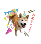 柴犬のりつ（個別スタンプ：24）
