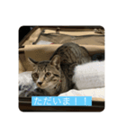 kuku*日常編②（個別スタンプ：3）