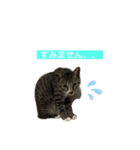kuku*日常編②（個別スタンプ：6）