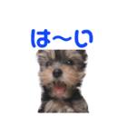 ベルちゃんの日常会話（個別スタンプ：1）