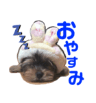 ベルちゃんの日常会話（個別スタンプ：5）