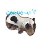 ベルちゃんの日常会話（個別スタンプ：6）