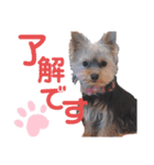 ベルちゃんの日常会話（個別スタンプ：9）