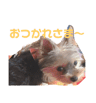 ベルちゃんの日常会話（個別スタンプ：10）
