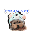 ベルちゃんの日常会話（個別スタンプ：13）