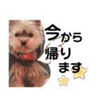 ベルちゃんの日常会話（個別スタンプ：15）