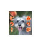 アンジーとマールのスタンプ（個別スタンプ：4）