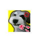 アンジーとマールのスタンプ（個別スタンプ：8）