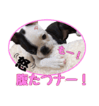 ボストンテリア 片パンチまりんちゃんpart2（個別スタンプ：12）