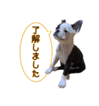 ボストンテリア 片パンチまりんちゃんpart2（個別スタンプ：15）