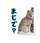 ボストンテリア 片パンチまりんちゃんpart2（個別スタンプ：17）