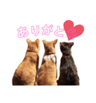 ゆかいなネコ3匹ミー・茶・キー（個別スタンプ：11）
