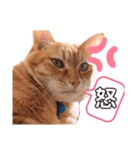 ゆかいなネコ3匹ミー・茶・キー（個別スタンプ：12）
