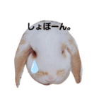 私のうさぎ。シャルル第4弾（個別スタンプ：3）