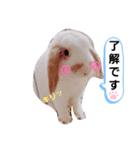 私のうさぎ。シャルル第4弾（個別スタンプ：4）