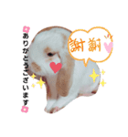私のうさぎ。シャルル第4弾（個別スタンプ：7）